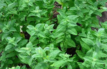 A Lush Patch of Fresh Green Mint Growing in a Garden