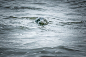 seal on the water