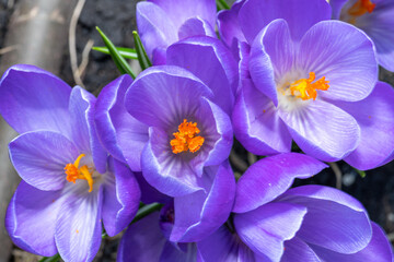 Lilac crocus flower in blossom close-up.