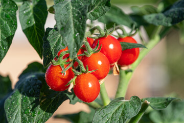 Cherry tomatoes covered with water drops on tomato plant close up.