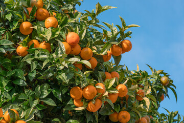 Tangerine tree or Citrus tangerina completely covered with ripe fruits close up. Blue sky at the background.
