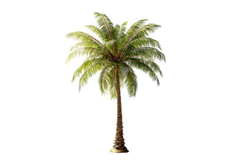 Isolated tropical palm tree on detailed 3d render lush green foliage summer vacation paradise island exotic plant nature photography sun sea sky warm on transparent background
