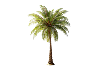 Isolated tropical palm tree on detailed 3d render lush green foliage summer vacation paradise island exotic plant nature photography sun sea sky warm on transparent background