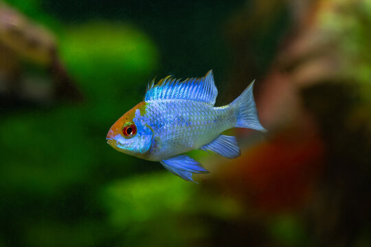 Electric Blue Ram Cichlid (Mikrogeophagus ramirezi)