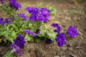 Purple petunia flowers bush grow in a summer garden.