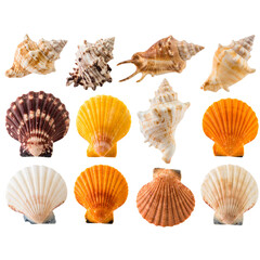 Obraz premium Marine Shell Assortment with Coastal Aesthetic, PNG Isolated Elements Transparent Background PNG