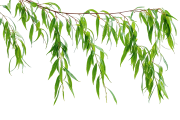 Vibrant green willow tree branch with delicate leaves isolated on perfect for nature designs and springtime projects ideal for digital compositions and on transparent background