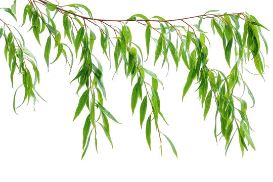 Vibrant green willow tree branch with delicate leaves isolated on perfect for nature designs and springtime projects ideal for digital compositions and on transparent background