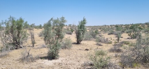 joshua tree national park