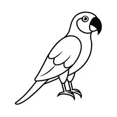 parrot on white background