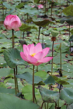 pink lotus in the park and secred Indian