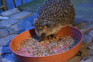 Igel
