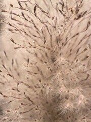 Close-up of Fluffy Pampas Grass Plume Texture