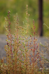 Wild tall grass grow in autumn field in cloudy day.