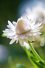 Gartenstrohblume