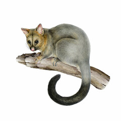 Common brushtail possum on the tree branch hand drawn illustration on white background. Trichosurus vulpecula Australian wildlife marsupial nocturnal mammal perched on the tree twig