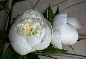 High-resolution close-up of a blooming white peony flower with delicate petals and a soft yellow...