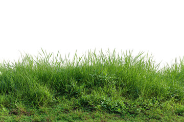 Fototapeta premium Lush green grass texture high resolution natural meadow grassland summer field vibrant greenery detailed background image perfect for design projects and on transparent background