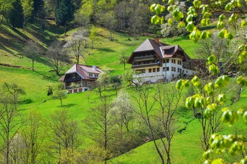 Schwarzwaldbauernhof am Zweriberg bei Wildgutach am oberen Hang eines grünen Wiesentälchens im Frühling