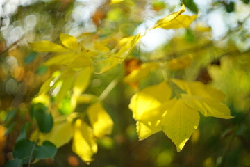 Lovely yellow autumn leaves on the branch in sunny autumn forest.