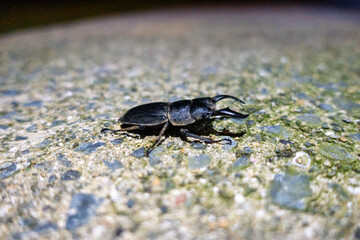 日本の鹿児島県の徳之島で見た野生のクワガタ