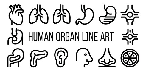 Naklejka premium Human Anatomy and Organs Icon Set – Medical Vector Illustration of Body Systems and Internal Organs