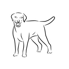 vector illustration of a dog