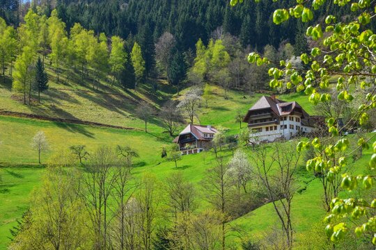 Schwarzwaldbauernhof am Zweriberg bei Wildgutach am oberen Hang eines gr&uuml;nen Wiesent&auml;lchens im Fr&uuml;hling