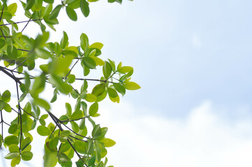 Terminalia ivorensis A Chev, Black afara or COMBRETACEAE and sky background