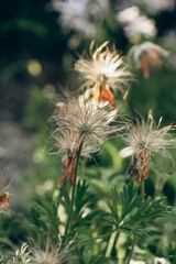 Soft, feathery pulsatilla seedheads with dried petals gently sway in the spring garden sunlight.