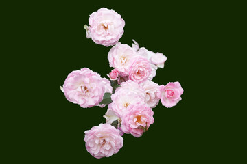 Vibrant Red-Pink Rose in Bloom with Buds on a Soft Green Background