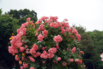 an ornament full of pink roses