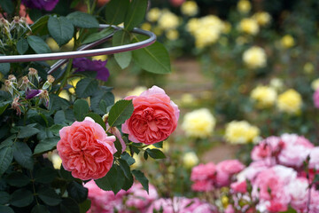 Pink roses are symbols of love