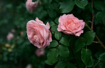 Fluffy pink roses have bloomed in the garden. Delicate petals against a dark background. Photo 3