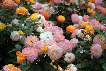 Pink roses are symbols of love