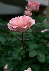 Fluffy pink roses have bloomed in the garden. Delicate petals against a dark background. Photo 2