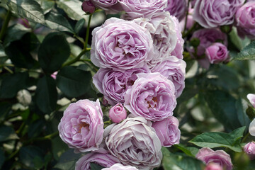 Pink roses are symbols of love