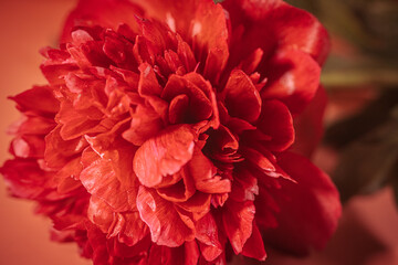 A vivid macro image of a red peony flower, capturing the delicate textures and overlapping petals in intense warm lighting.