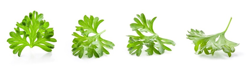 A close-up of curly parsley