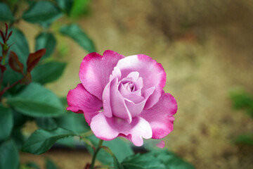 rose, pink rose,