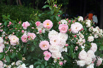 Pink roses are symbols of love