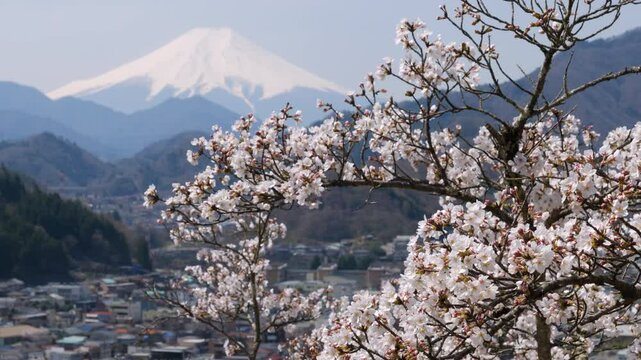 Mount Fuji over Cherry Blossoms and Otsuki City Captured from the Middle of Mt. Iwadono (PANNING)