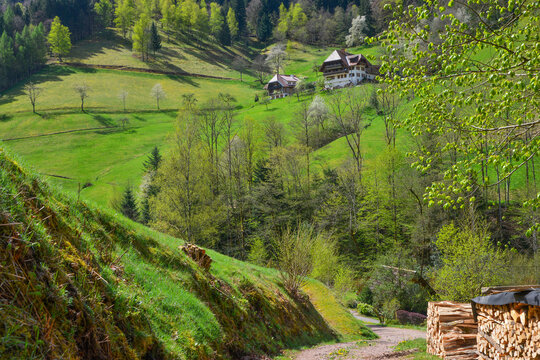 Schwarzwaldbauernhof am Zweriberg bei Wildgutach am oberen Hang eines gr&uuml;nen Wiesent&auml;lchens im Fr&uuml;hling