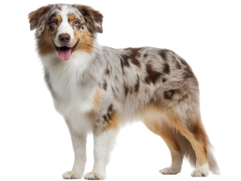 Full size photo of Australian Shepherd dog breed isolated on white background