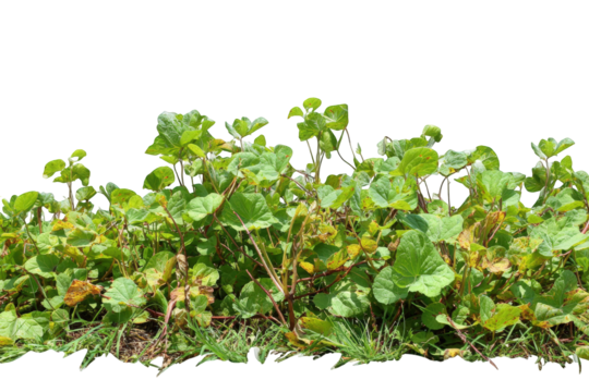 Vibrant green lush foliage natural plant life detailed texture background image perfect for design projects and digital compositions offers realistic on transparent background bush