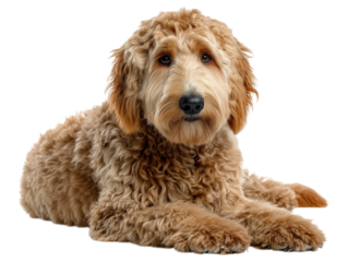 Full size photo of Labrodoodle breed dog isolated on white background