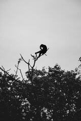 Gibbon climbs among branches with extraordinary human poses