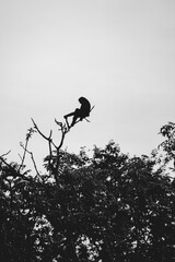 Gibbon climbs among branches with extraordinary human poses