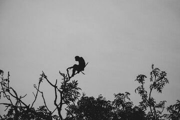 Gibbon climbs among branches with extraordinary human poses