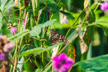 Papilio demoleus rare butterfly found in Asia and Oceania